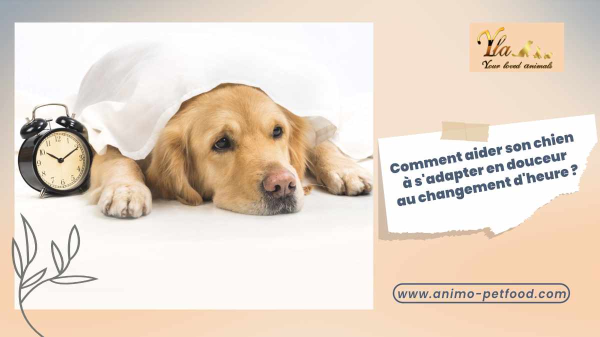 comment-aider-son-chien-a-s-adapter-en-douceur-au-changement-d-heure